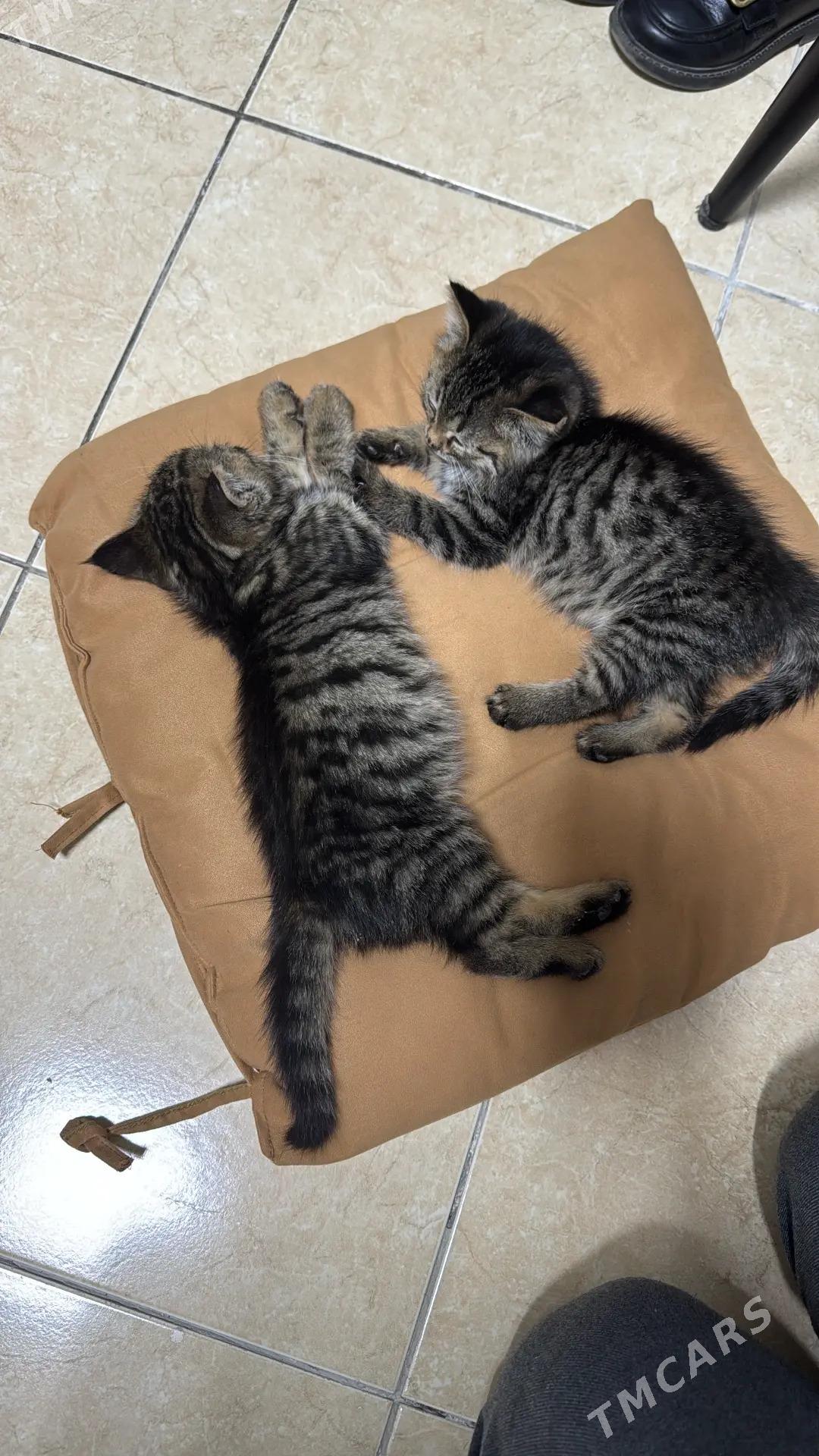 Котята в добрые руки - Ашхабад - img 3