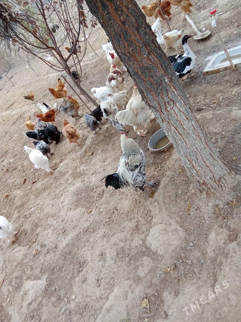 Horaz - Гызыларбат - img 8