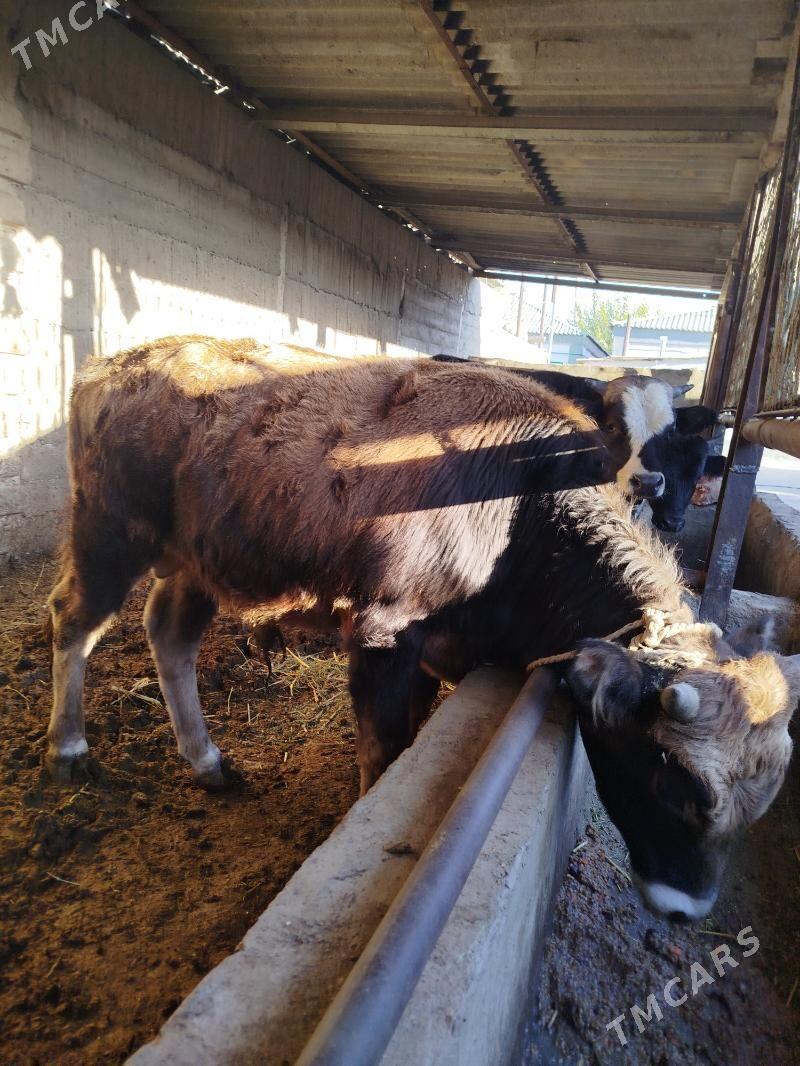 okuz - Гёкдже - img 3