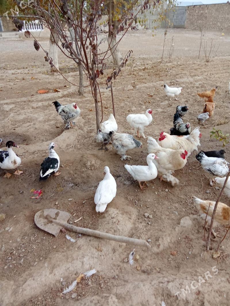 Horaz - Гызыларбат - img 3