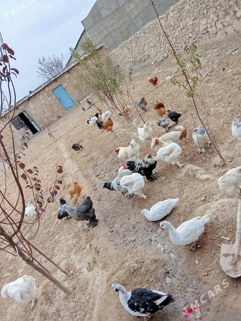 Horaz - Гызыларбат - img 2