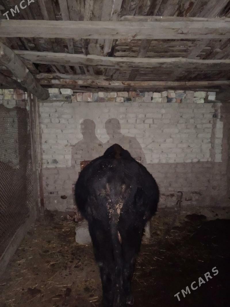 okuz - Чарджоу - img 3