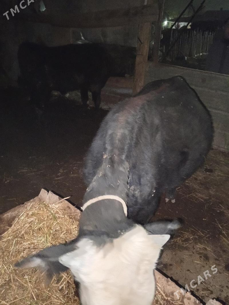 okuz - Чарджоу - img 2