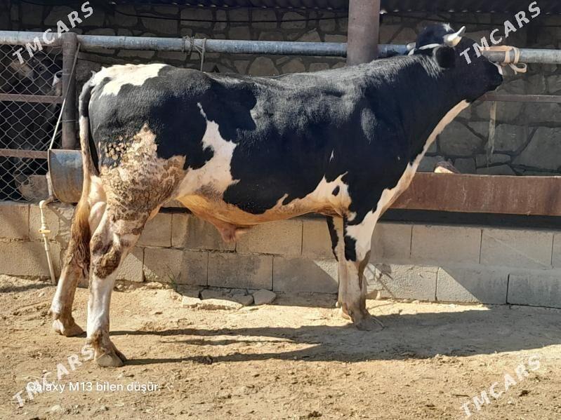 okuz - Бахарден - img 1