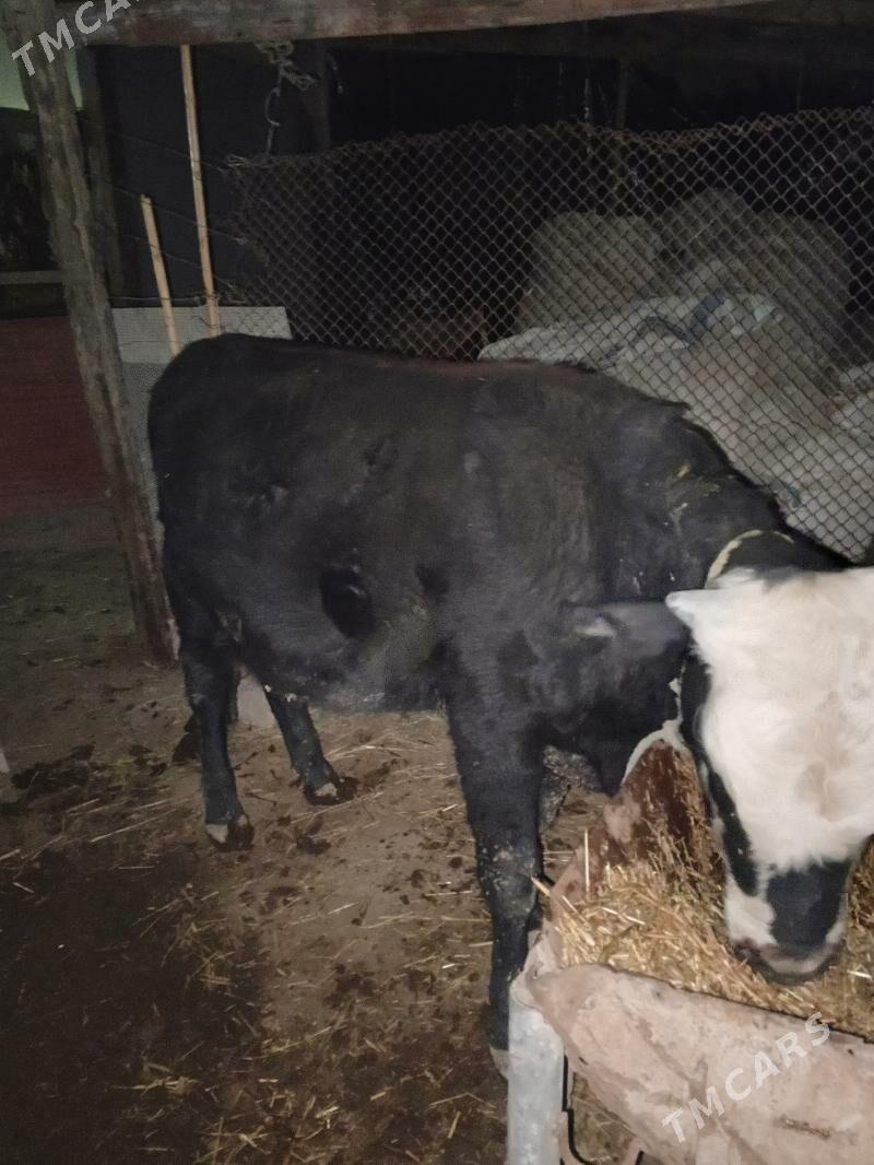 okuz - Чарджоу - img 1