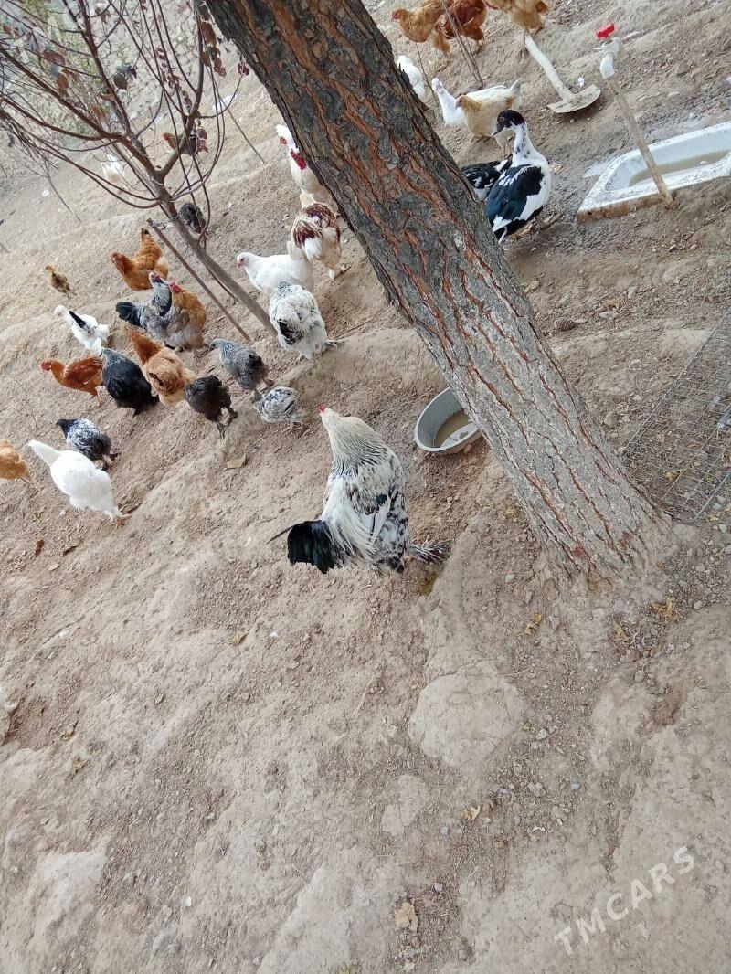 Horaz - Гызыларбат - img 7