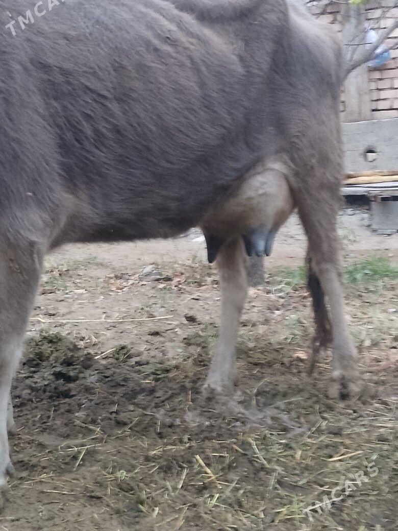 Göleli Sygyr - Çoganly - img 3