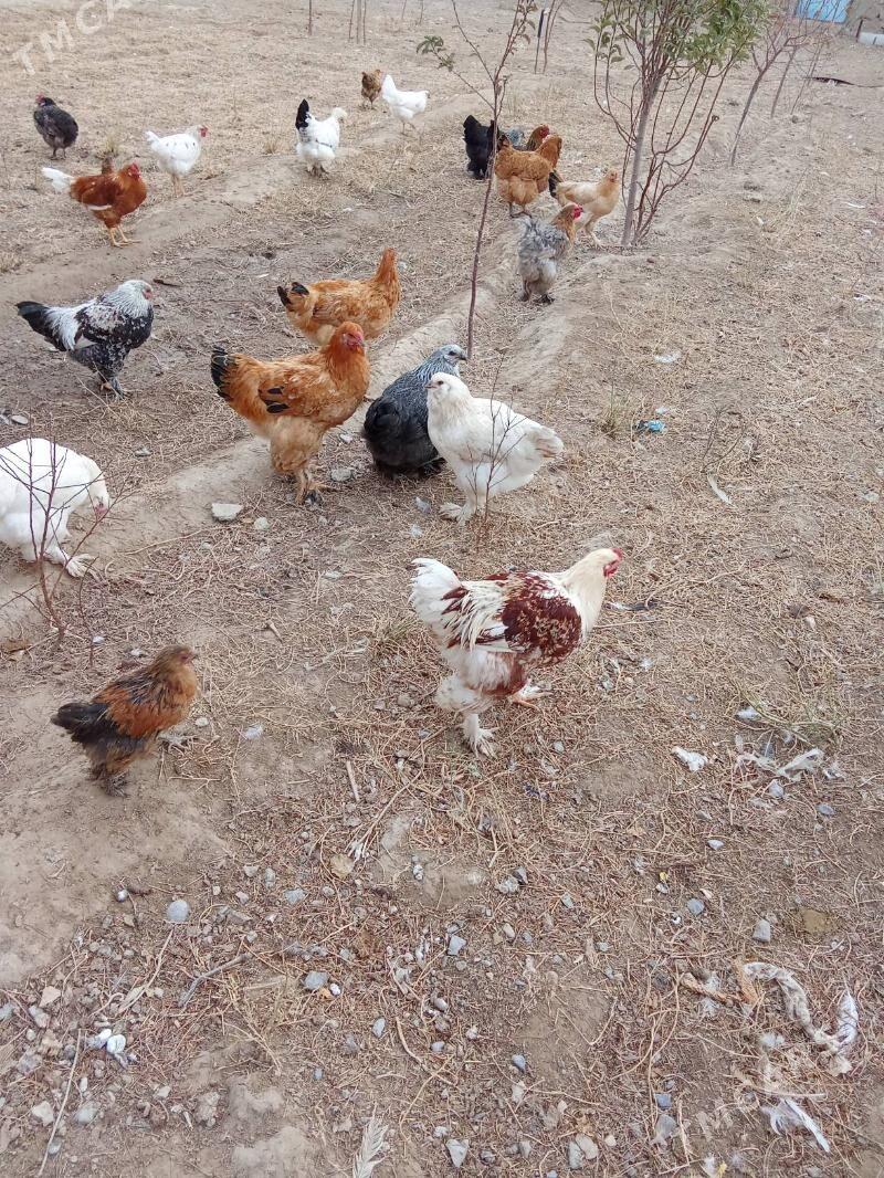 Horaz - Гызыларбат - img 4