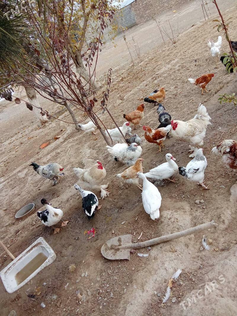 Horaz - Гызыларбат - img 5