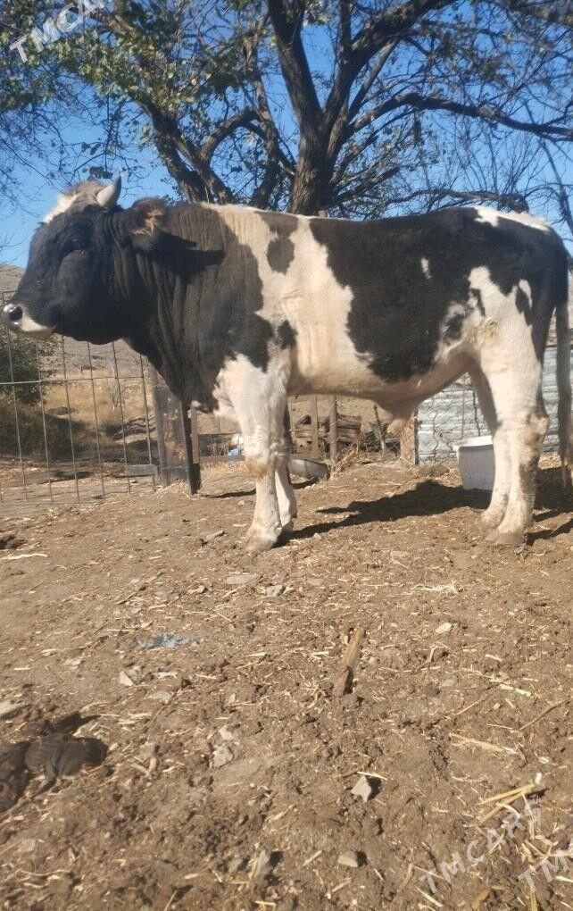 okuz - Бахарден - img 2