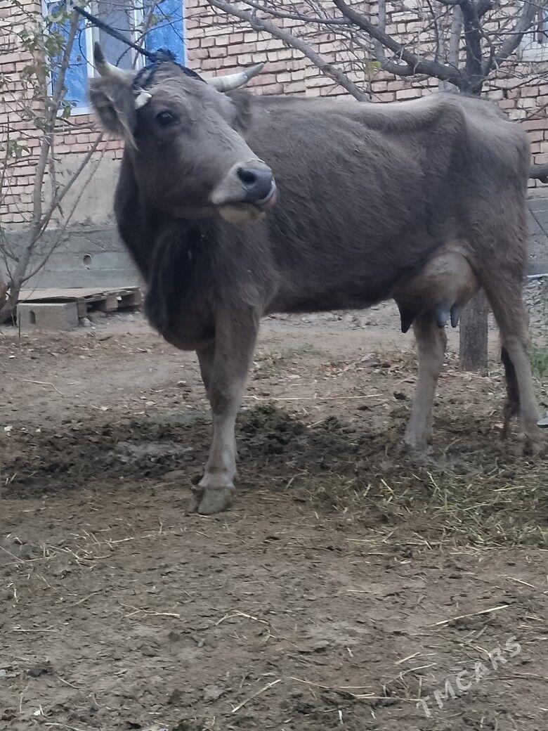 Göleli Sygyr - Çoganly - img 2