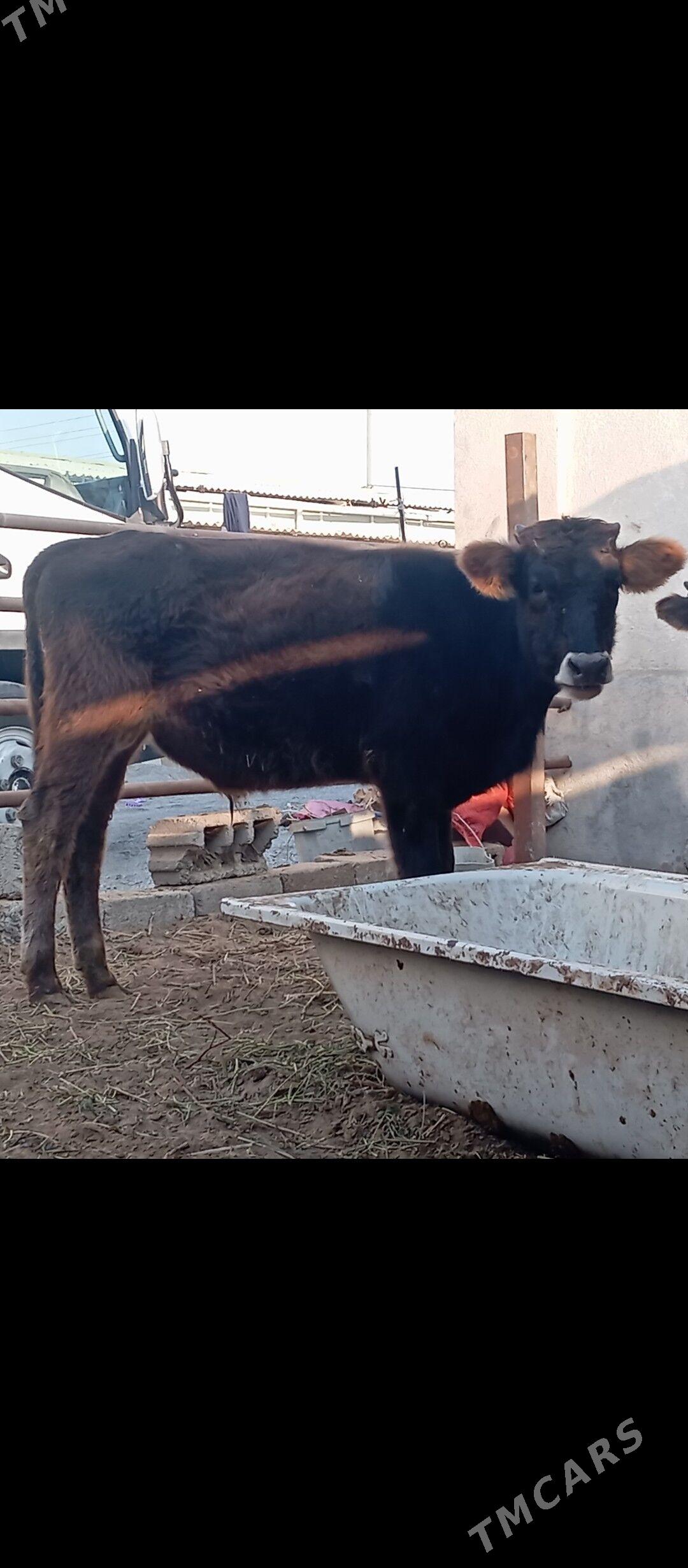 şibes öküz - Бузмеин - img 3