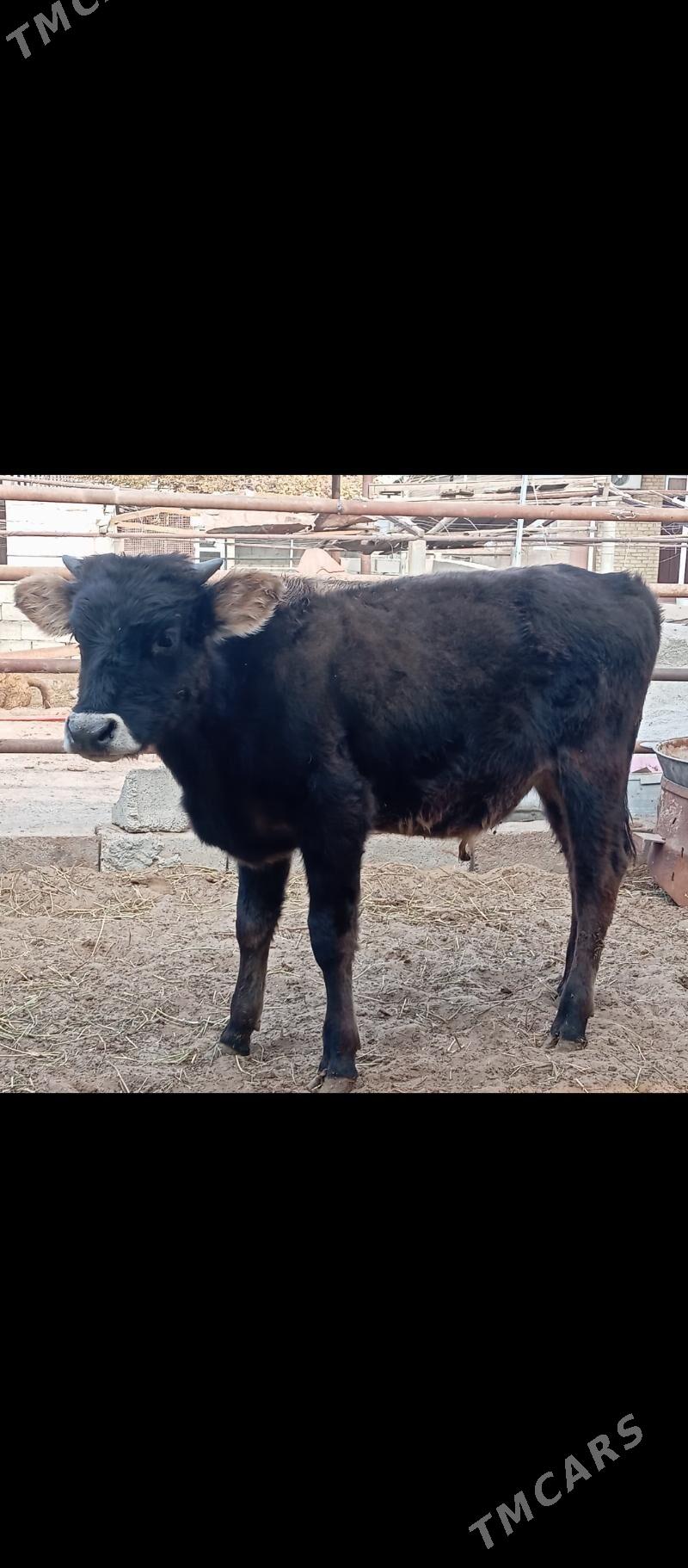 şibes öküz - Бузмеин - img 4