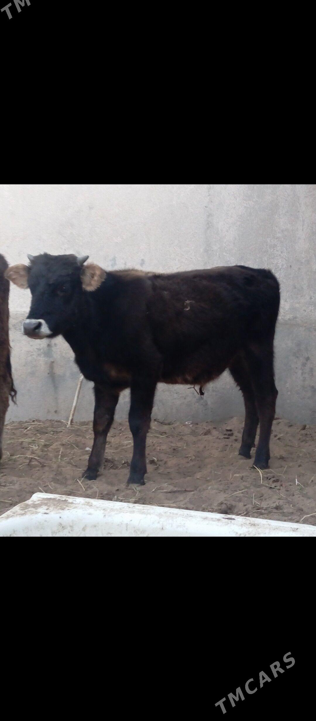 şibes öküz - Бузмеин - img 5