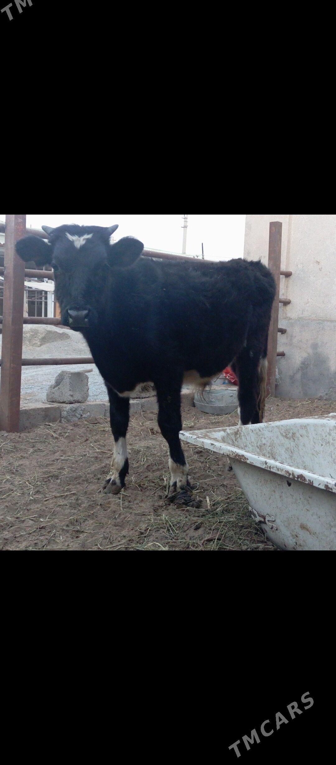 şibes öküz - Бузмеин - img 2