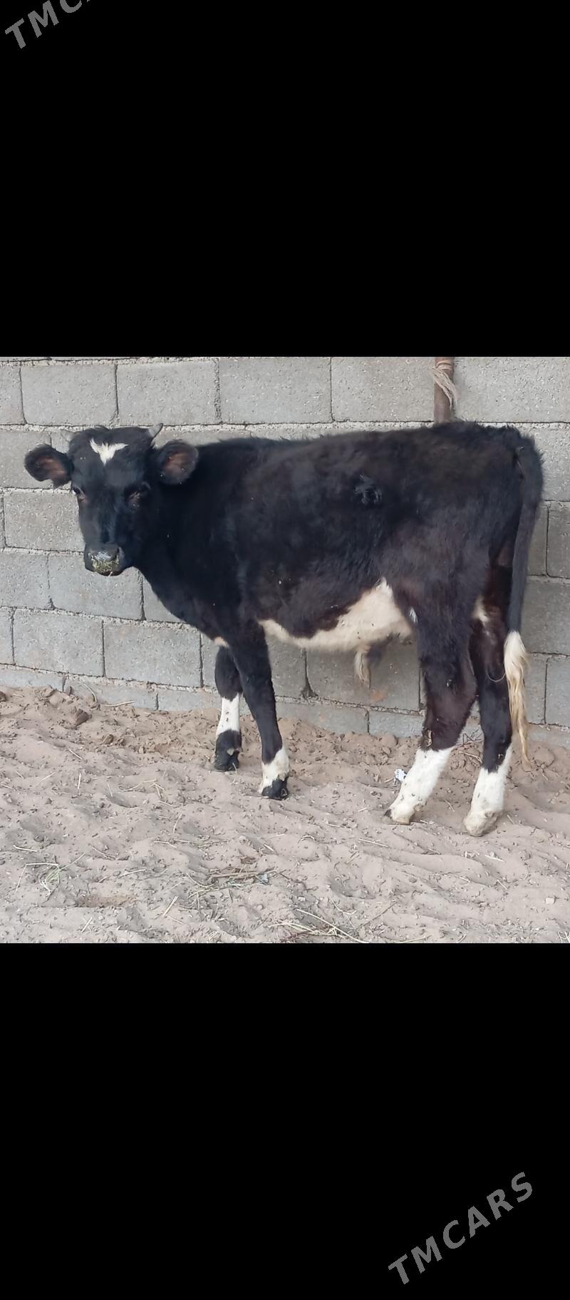 şibes öküz - Бузмеин - img 1