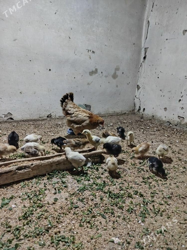 jujeler - Гызыларбат - img 3