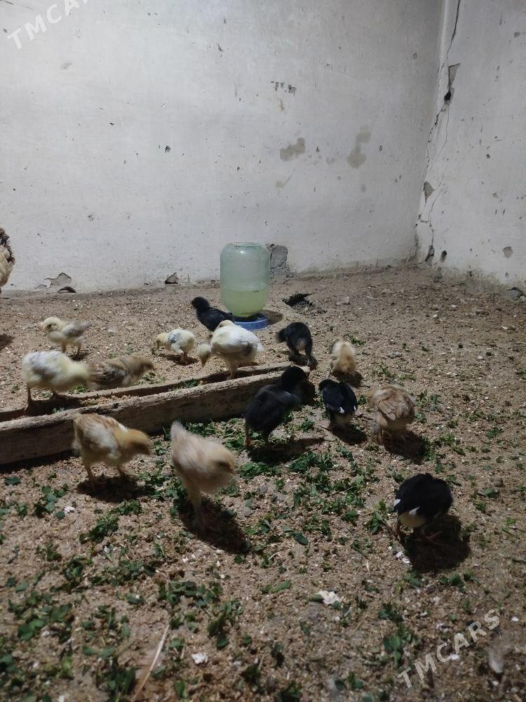 jujeler - Гызыларбат - img 4