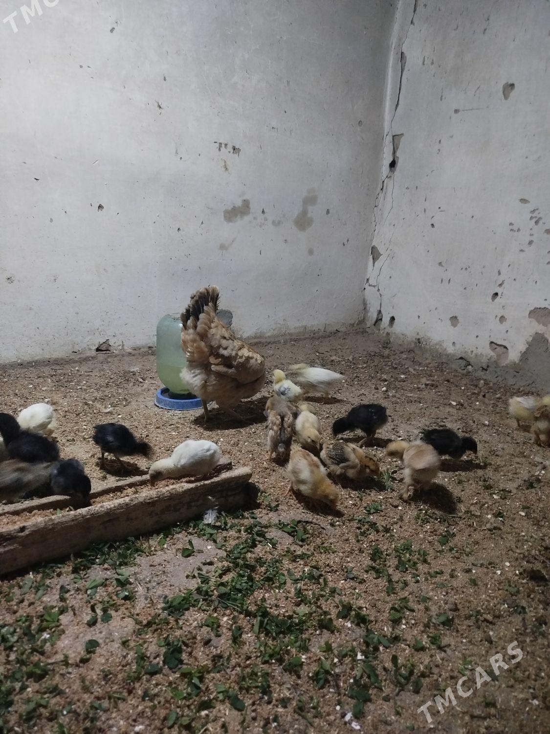 jujeler - Гызыларбат - img 2