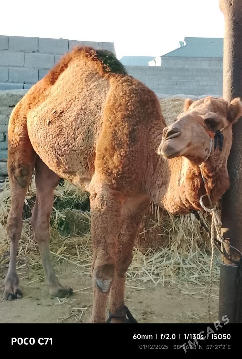 duye - Bäherden - img 2