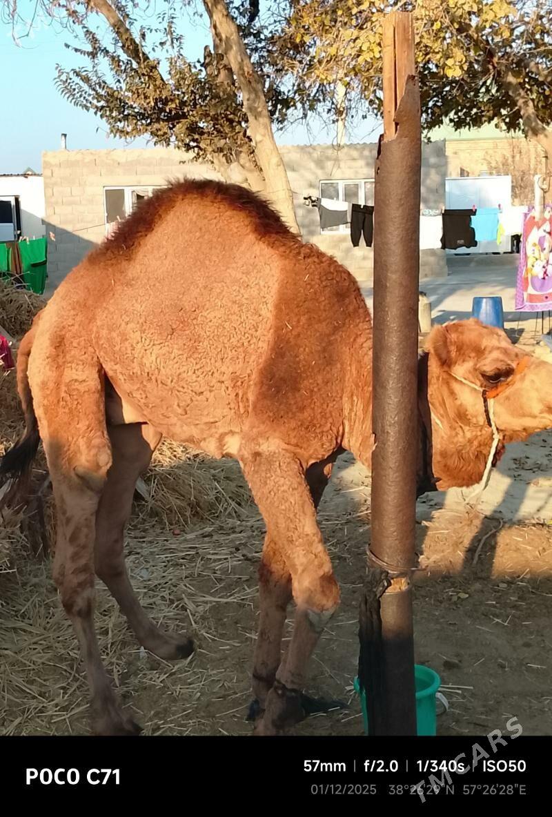 duye - Bäherden - img 4