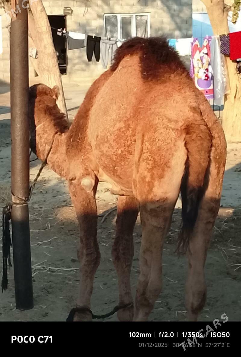 duye - Bäherden - img 1