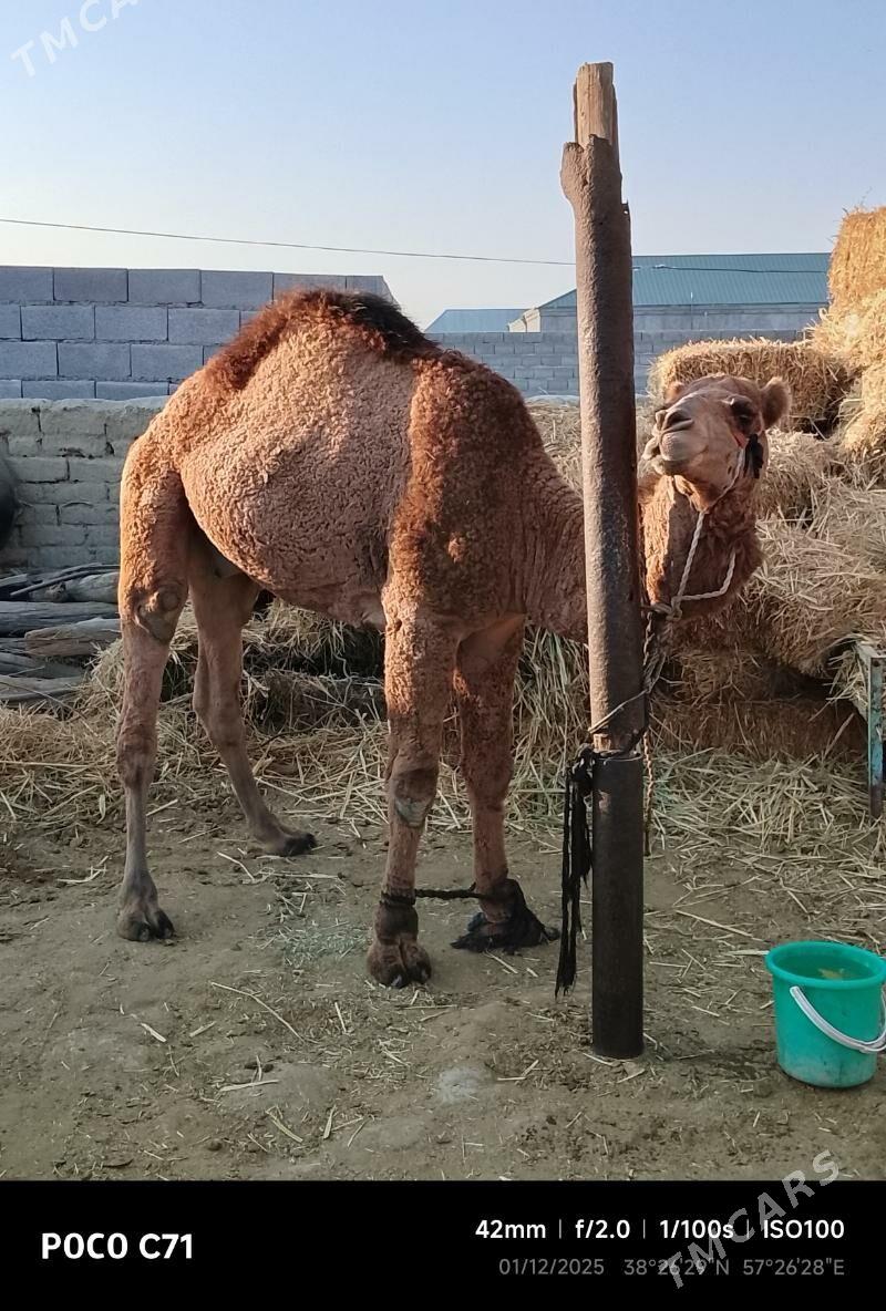 duye - Bäherden - img 3