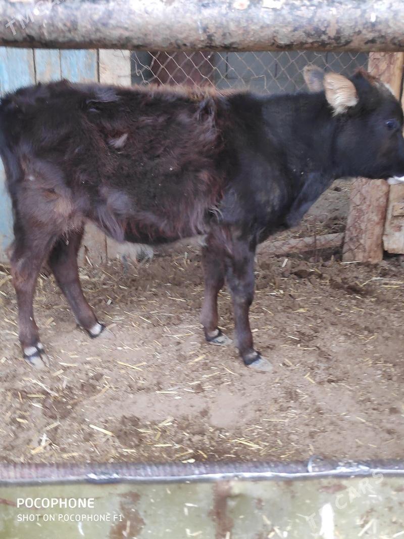 голелер - Etrek - img 3