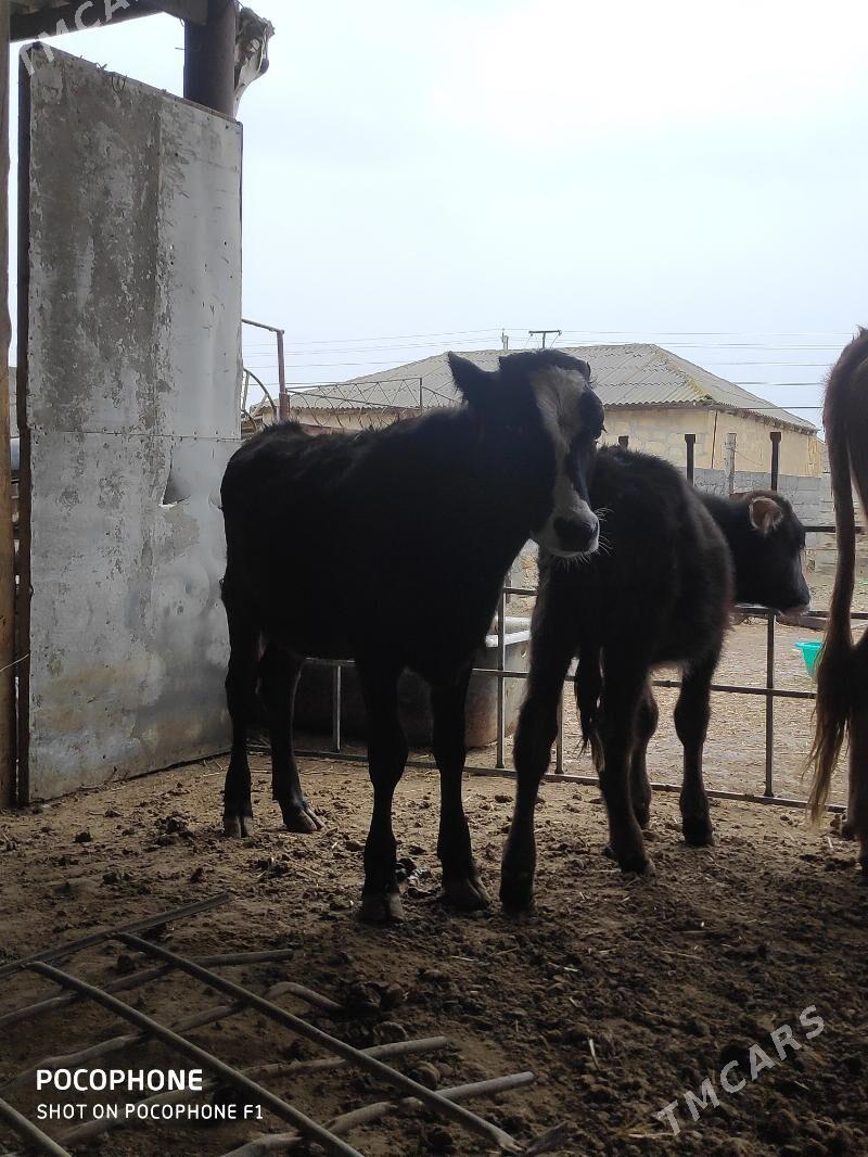 голелер - Etrek - img 2