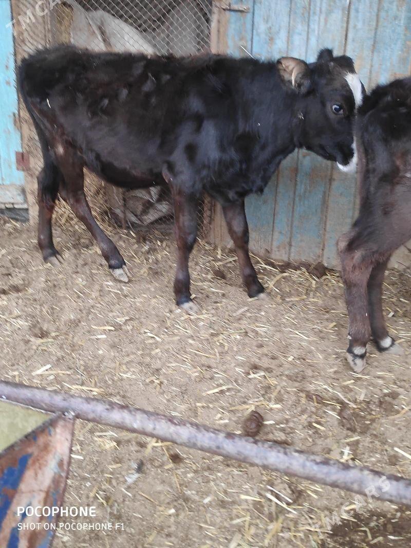 голелер - Etrek - img 4