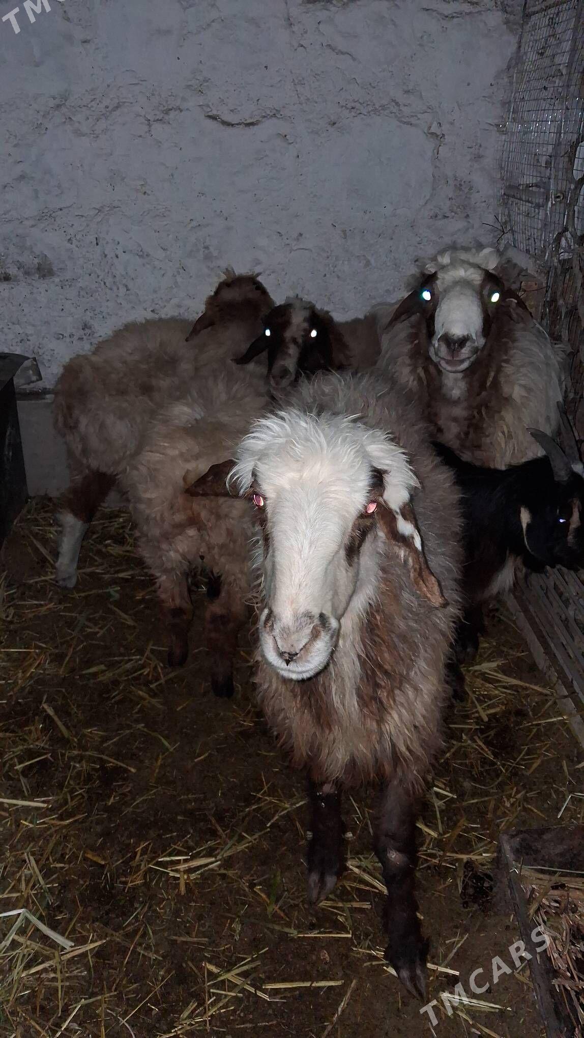 tokly goyyn cebiş - Джебел - img 3