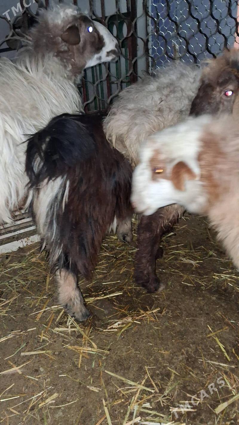 tokly goyyn cebiş - Джебел - img 5