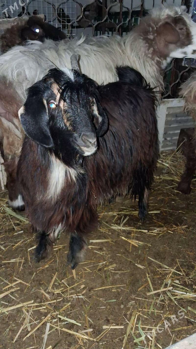 tokly goyyn cebiş - Джебел - img 6