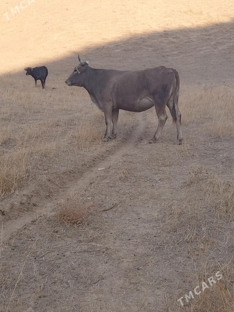 sygyr - Bäherden - img 2