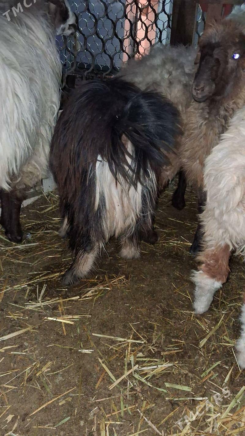 tokly goyyn cebiş - Джебел - img 4