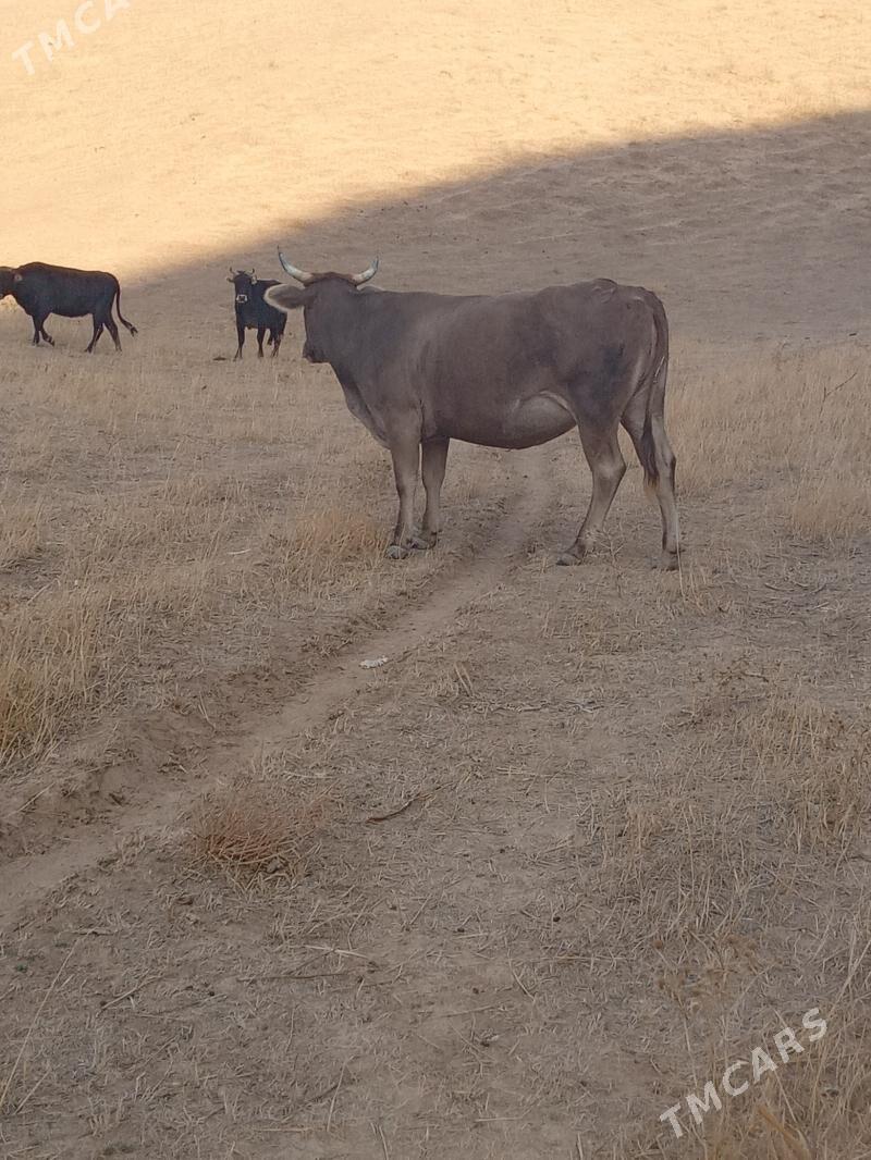 sygyr - Bäherden - img 3