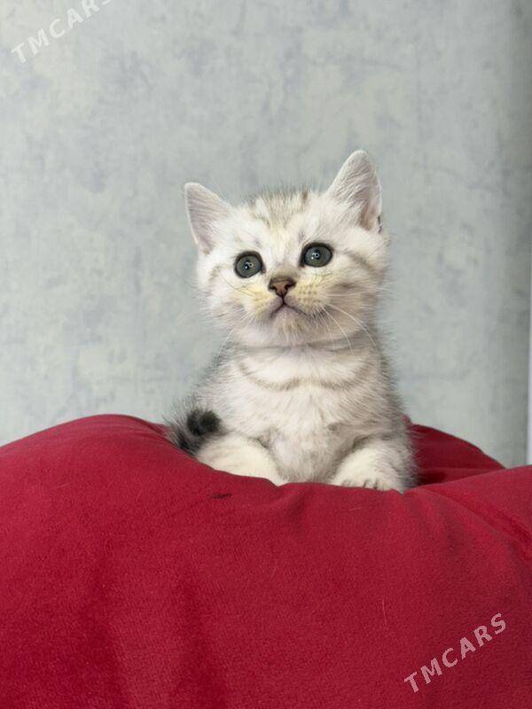 котята - Ашхабад - img 6