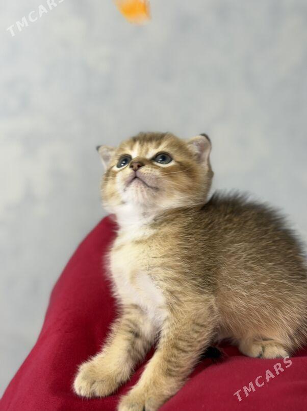 котята - Ашхабад - img 9