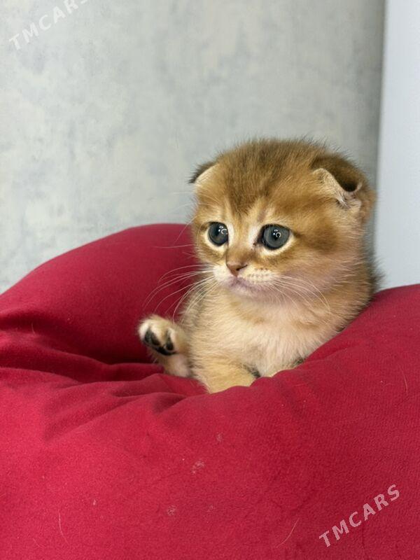 котята - Ашхабад - img 5