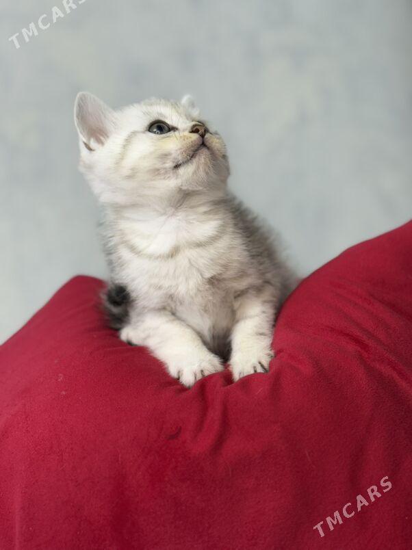 котята - Ашхабад - img 7