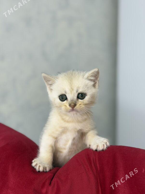 котята - Ашхабад - img 4