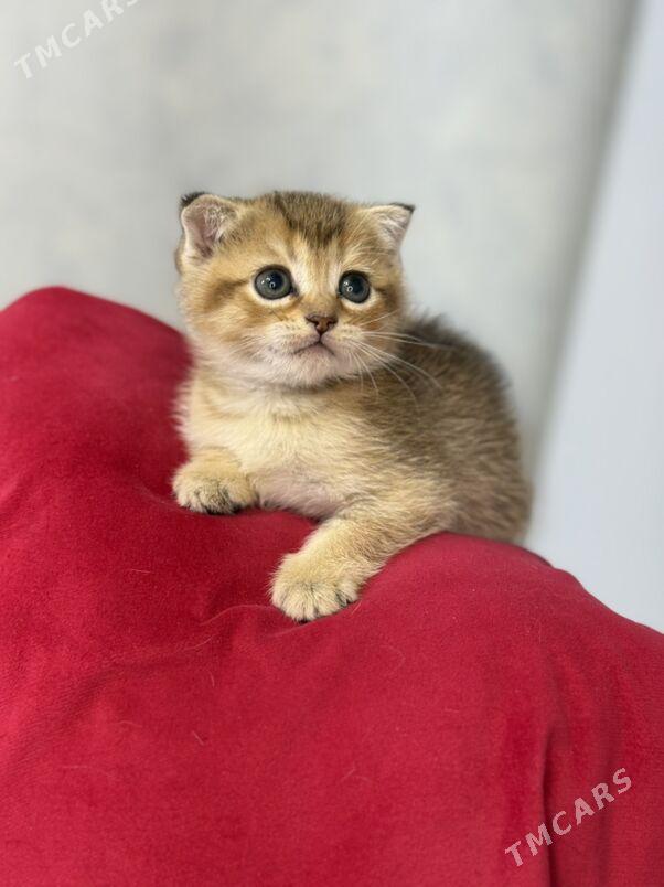 котята - Ашхабад - img 10