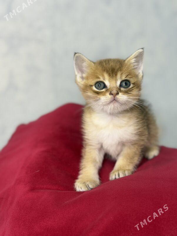 котята - Ашхабад - img 3