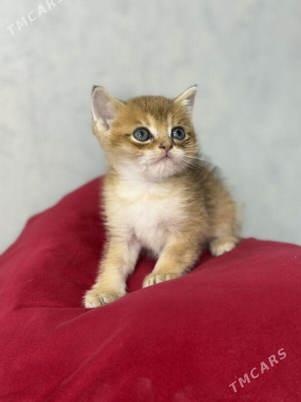 котята - Ашхабад - img 2