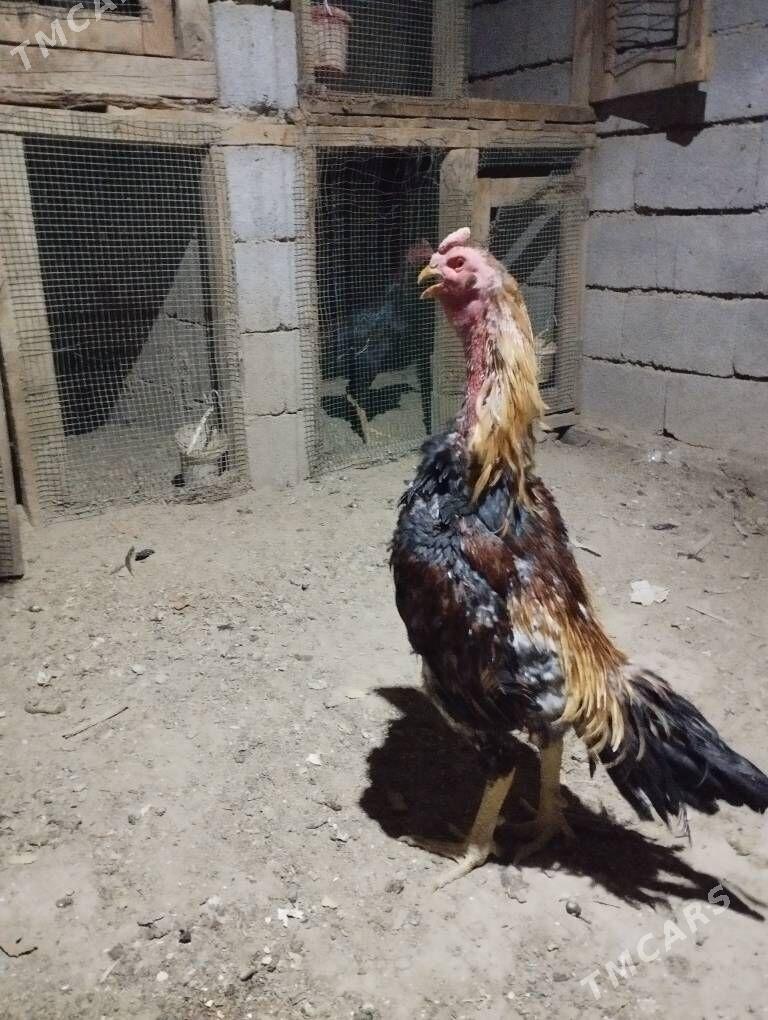 Özbek horaz - Kaka - img 3