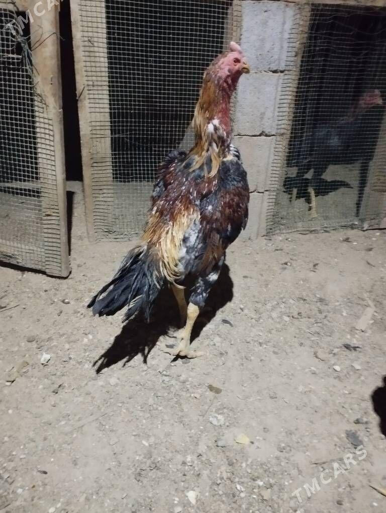 Özbek horaz - Kaka - img 2