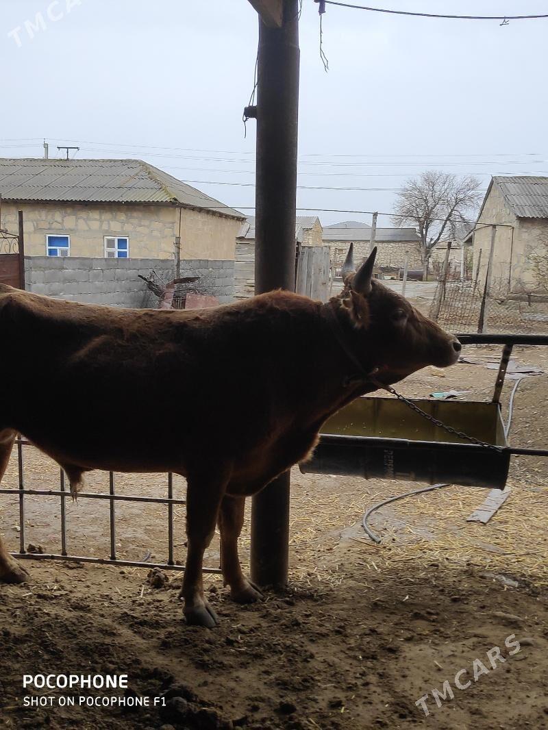 окуз - Etrek - img 2