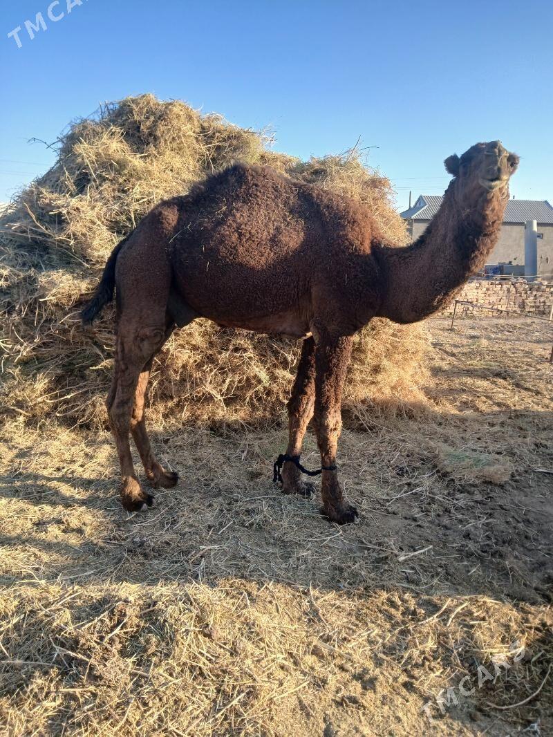 duye - Теджен - img 1