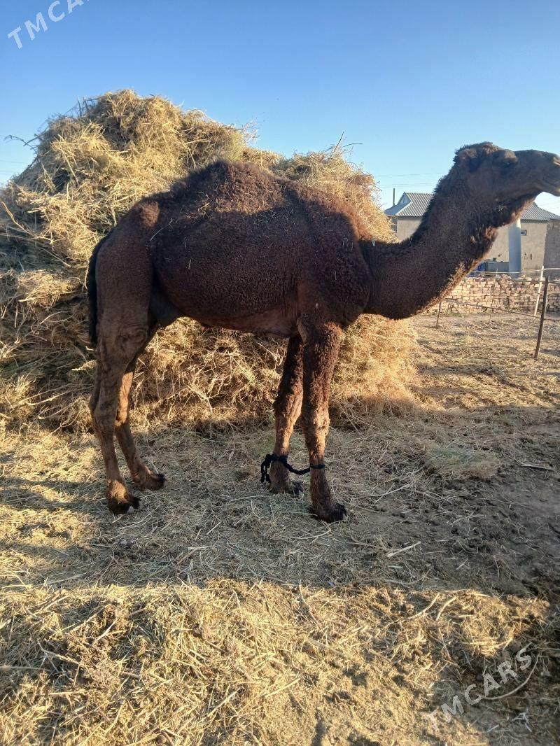 duye - Теджен - img 2