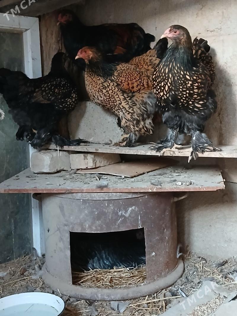 kurk induk - Кака - img 1